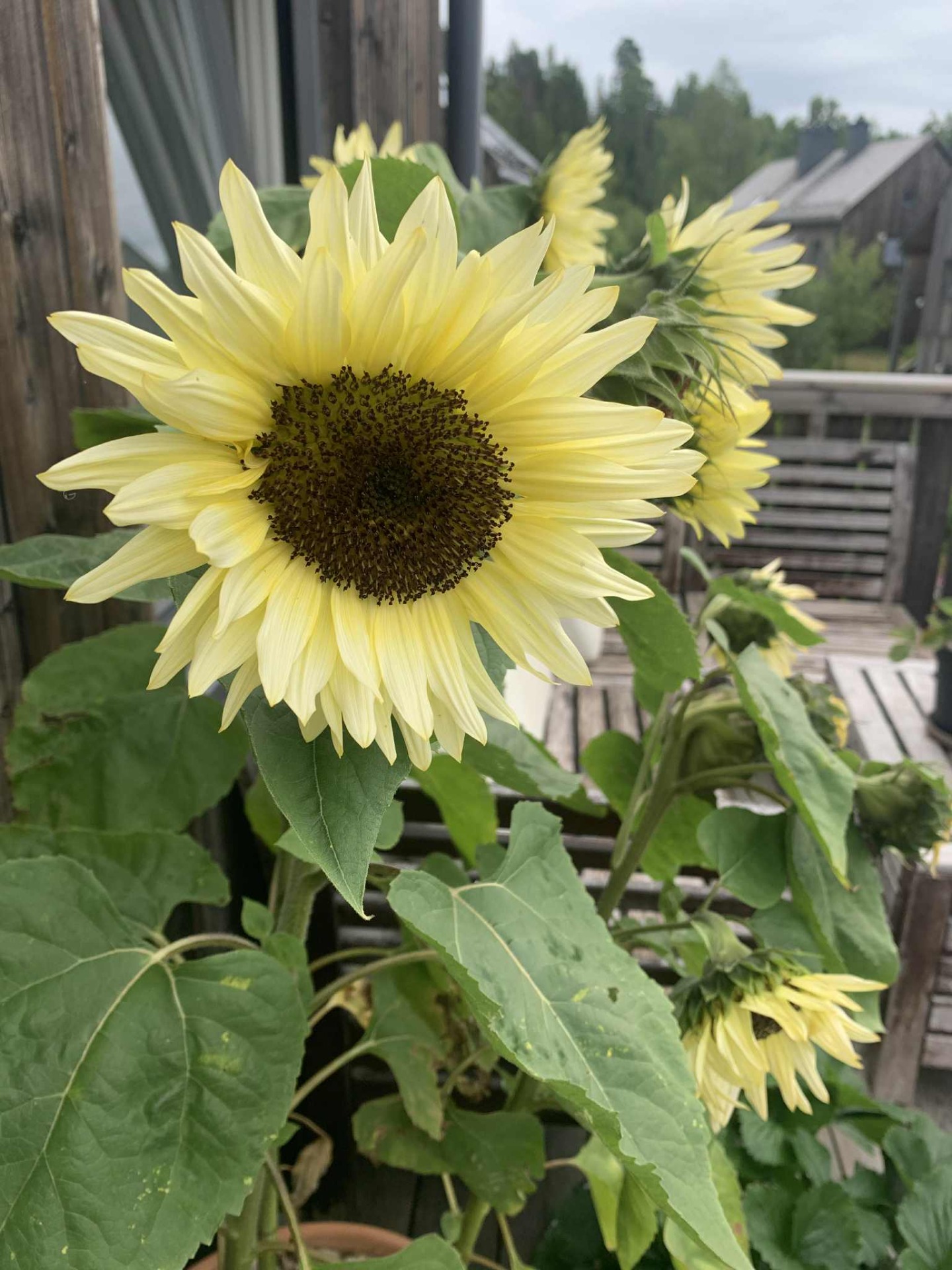 My daughter's sunflowers