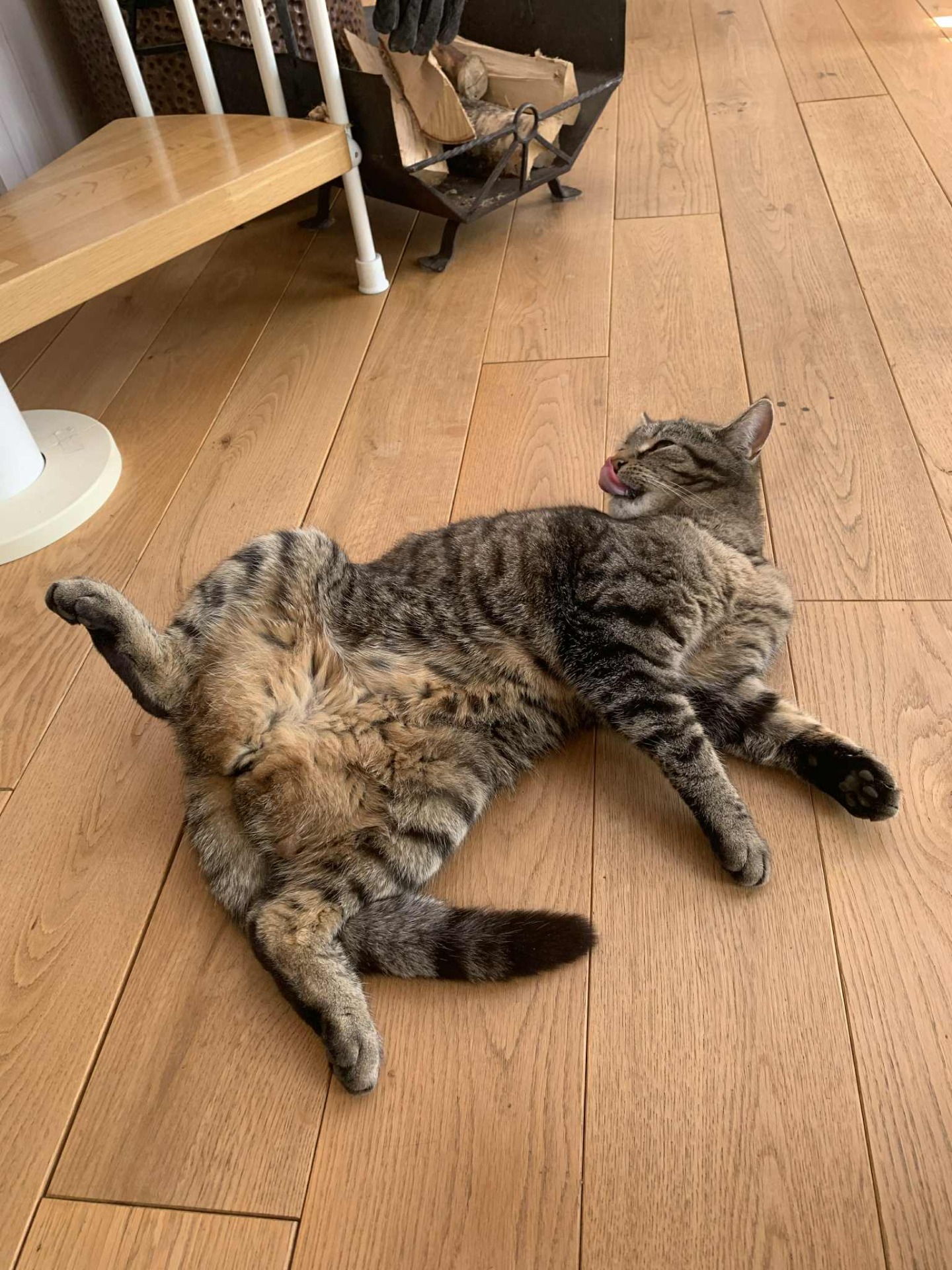 Guru Vesla 😻